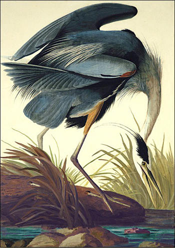 great blue heron flying drawing